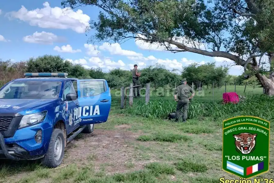 VIDEO | Final feliz para el Aguará Guazú encontrado en Rafaela: fue devuelto a su hábitat natural