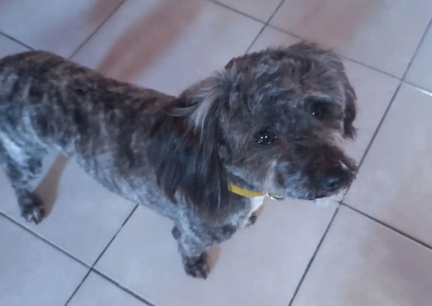 Perro perdido: buscan a Copito
