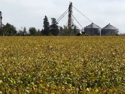 Síndrome de la muerte súbita afecta a la soja