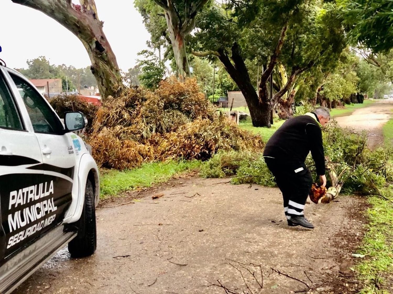 Temporal en Mar del Plata: Árboles caídos y barrios sin luz