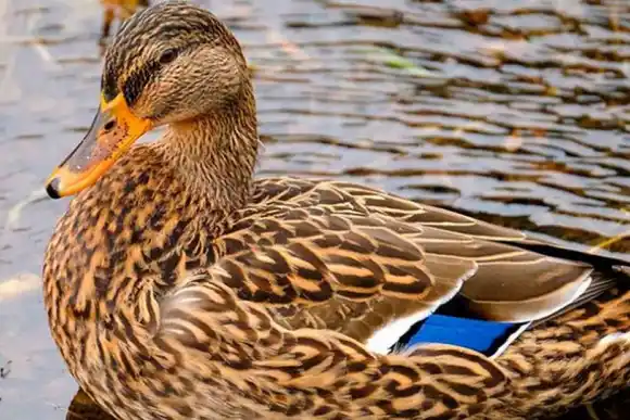 Confirmaron en Córdoba el segundo caso de gripe aviar del país