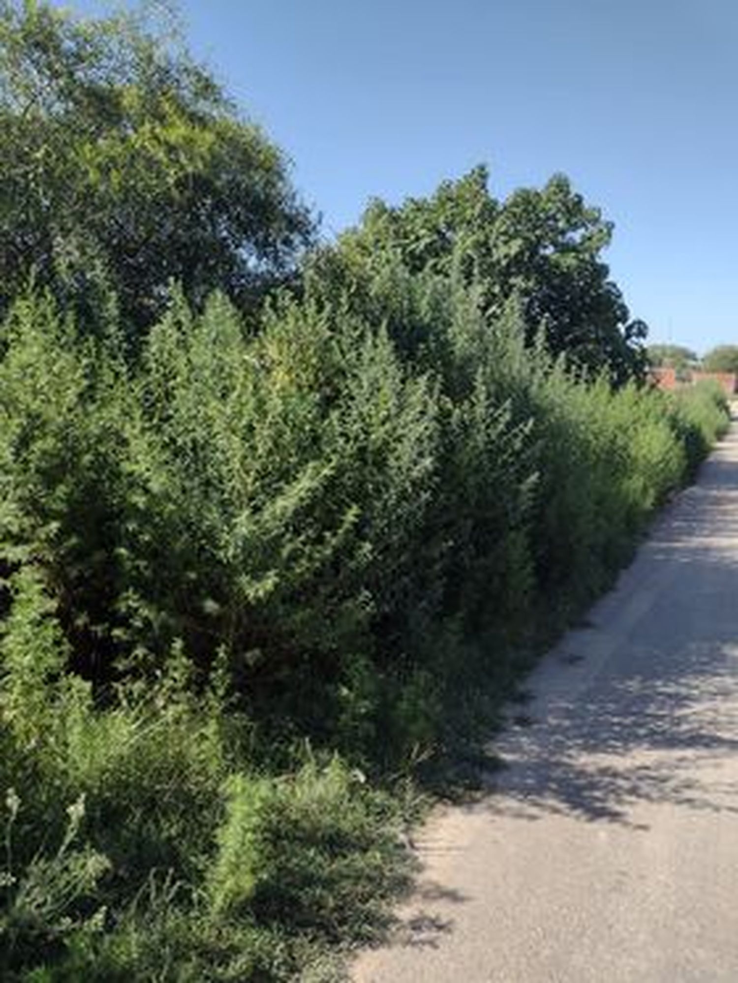 “Es todo una jungla”