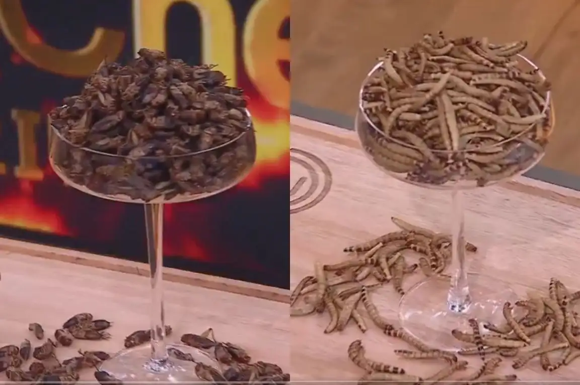 Grillos y larvas, lo ingredientes exóticos de MasterChef Celebrity