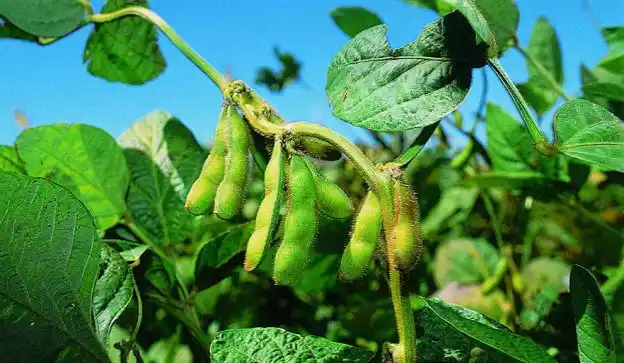 Soja: El Estado destina más de 600 hectáreas para cultivo