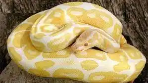 INSÓLITO: una serpiente de 1,6 metros muerde a un hombre en sus genitales