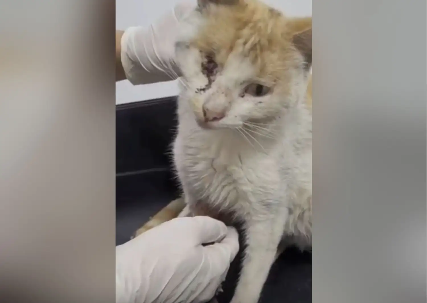 rifa solidaria para gato callejero