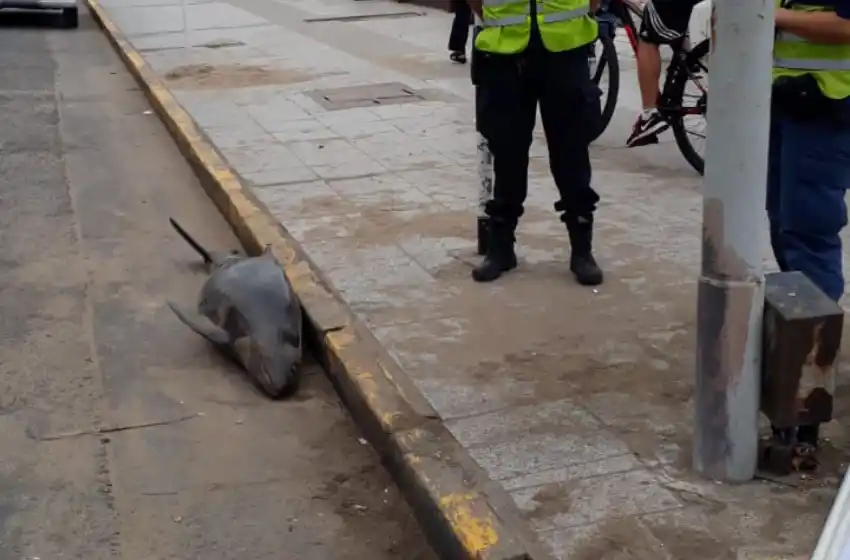 Apareció un delfín muerto sobre la vereda de San Martín y la Costa