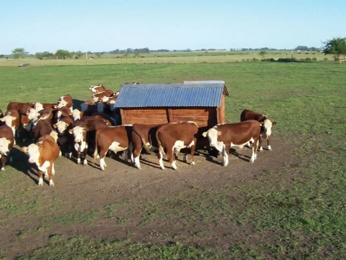 “Feedlot ecológico” : una alternativa para producir con bienestar animal y bajo impacto ambiental     