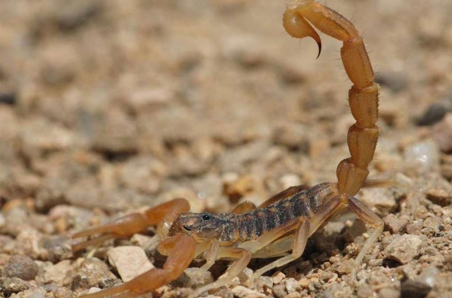 Advierten sobre los riesgos de las picaduras de insectos en épocas de calor