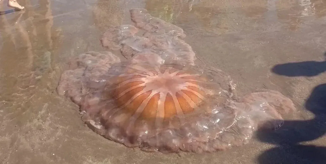 Atención turistas: crece la presencia de medusas en Mar del Plata y advierten por más picaduras en las playas