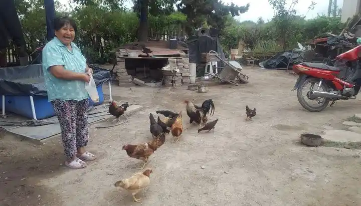 Susana mandó a los del norte a criar gallinas y salteños con gallinero le contestaron a la diva