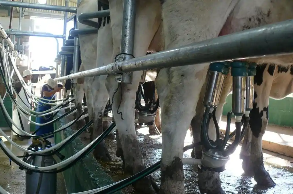 Protambo es una empresa asociativa, conformada por 6 socios oriundos de la localidad de San Jerónimo Norte.