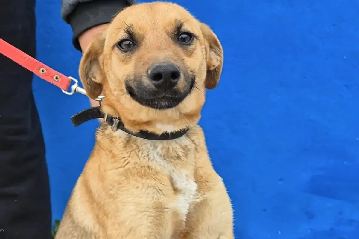 Veterinaria municipal ofrece atención de primer nivel gratis para perros y gatos