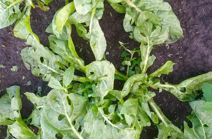 Productores frutihortícolas afirman que el granizo "destrozó la producción para el verano"