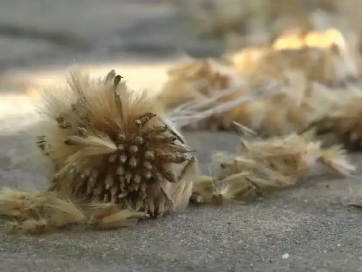 El proyecto presentado por la concejala Lucía Barbier busca reemplazar la especie por otras menos perjudiciales para la gente y la ciudad.
