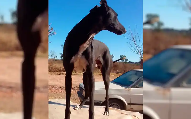 Buscan perra galgo robada
