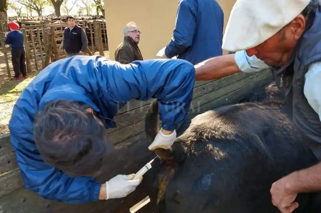 Exportación de carne: “hay que cuidar la cuestión sanitaria”