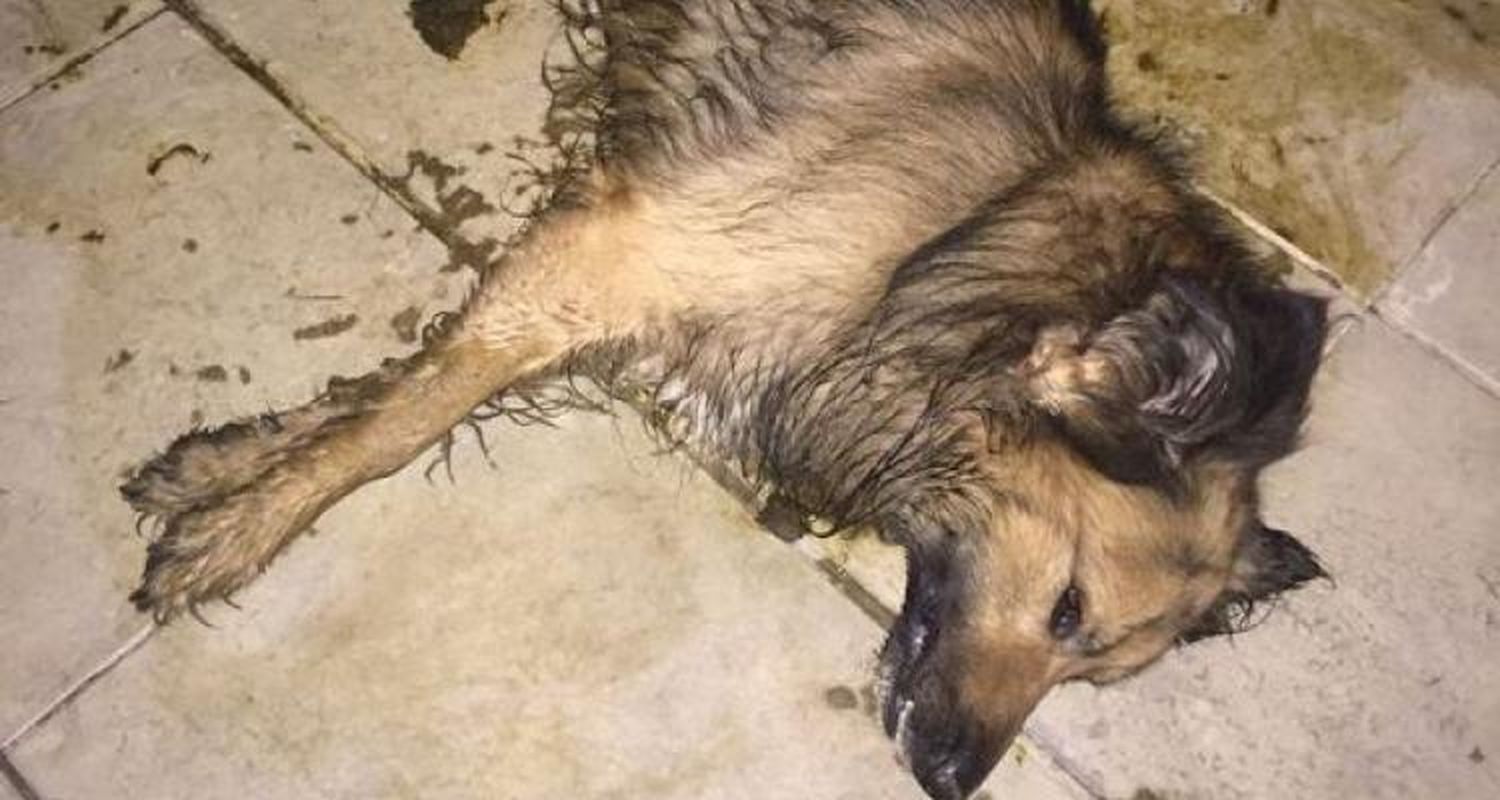 Envenenaron a los perros  para entrar a robar