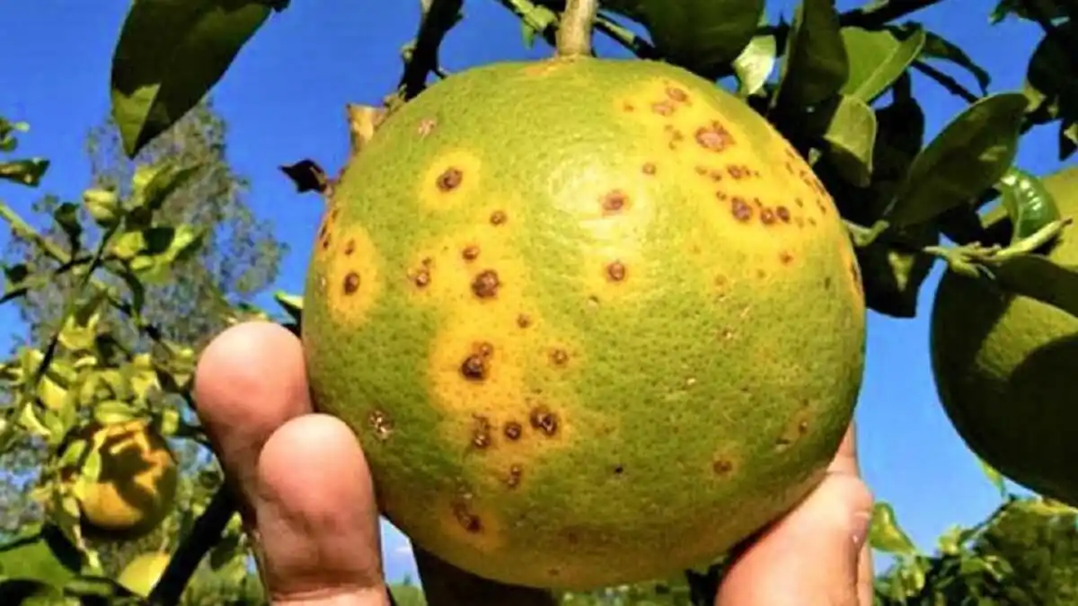 EL DRAGÓN AMARILLO ATACA plantaciones de cítricos en Venezuela