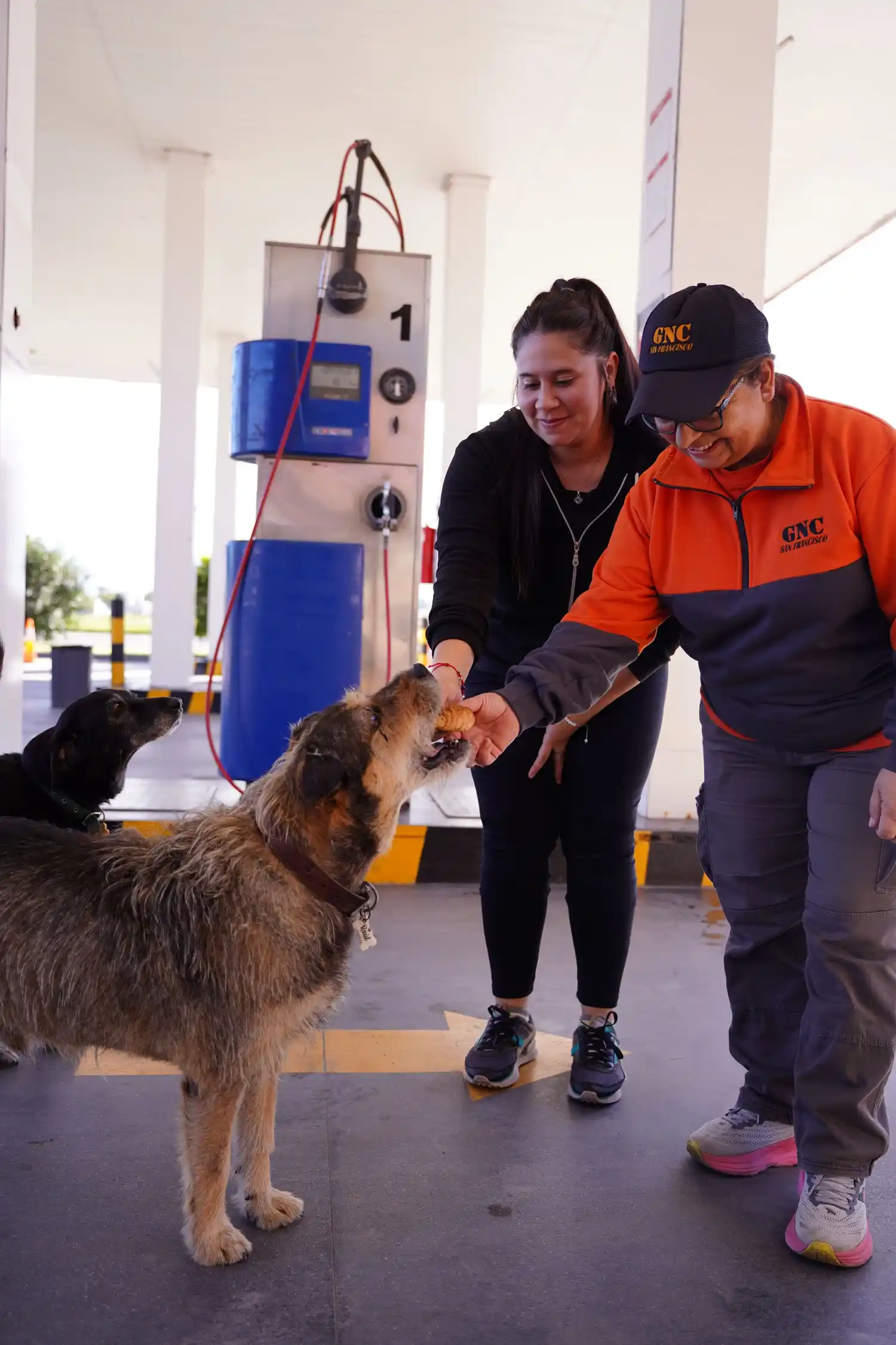 perro raul estacion de servicio gnc chile cervantes