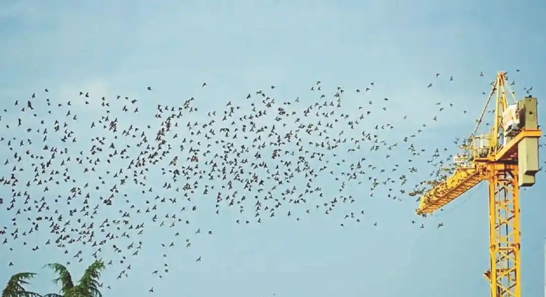 Vuelven las alegres golondrinas y sus consecuencias