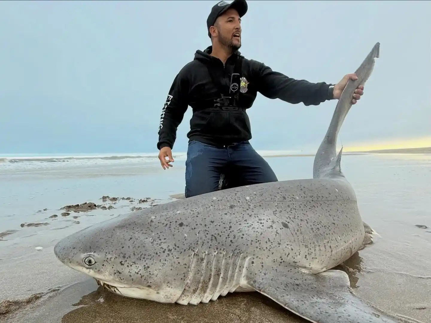 tiburones
