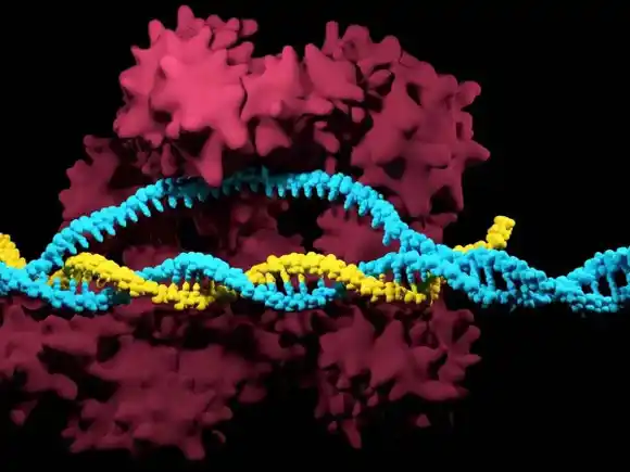 Científicos descubren forma de eliminar cromosoma que produce el síndrome de Down