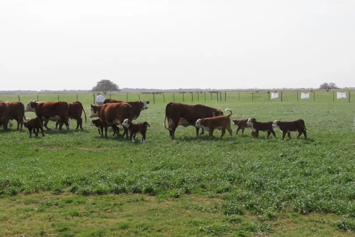 La ganadería, especialmente la pastoril sudamericana, ha sido injustamente evaluada.