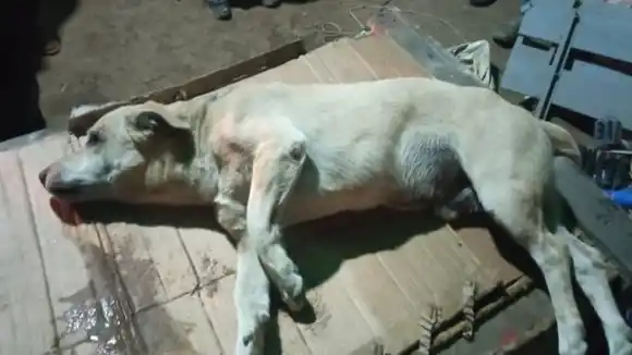 POR VENGANZA: detenido sujeto que tras discusión mató al perro de su vecino