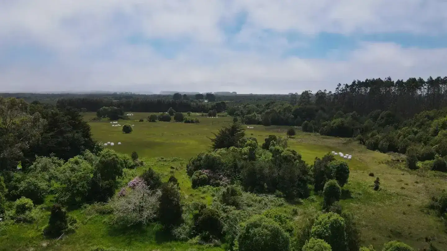 Buscan voluntarios para trabajar en un bosque de Chile con alojamiento gratuito - 1