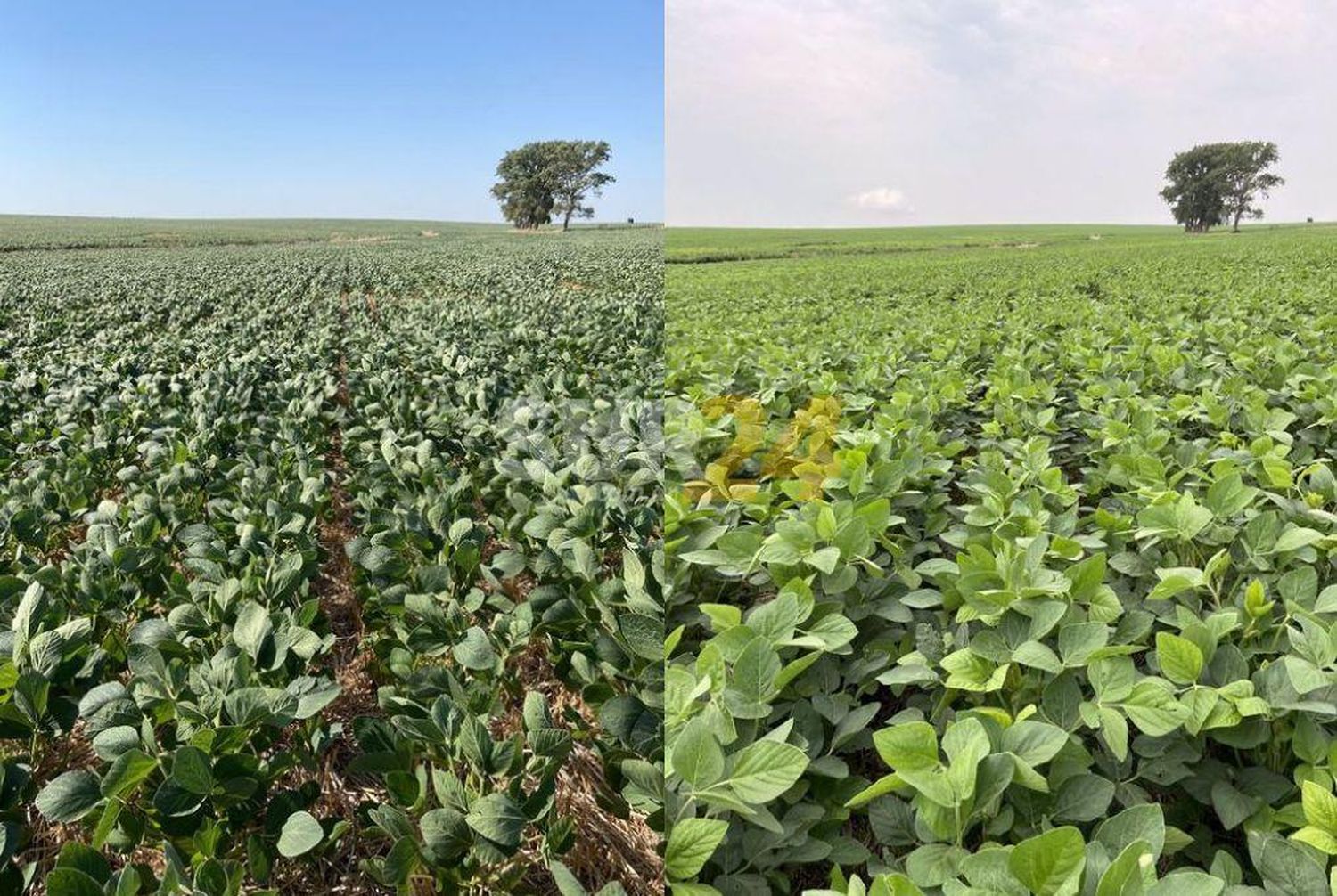 Antes y después: así celebran las lluvias en el campo