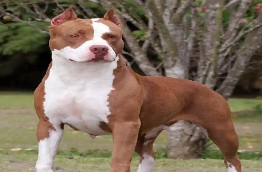 Falleció un rosarino luego de ser atacado por tres pitbull