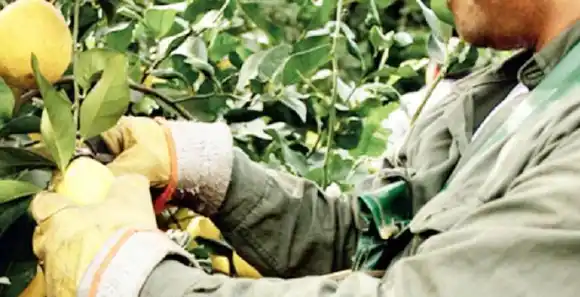 Programa intercosecha 2021