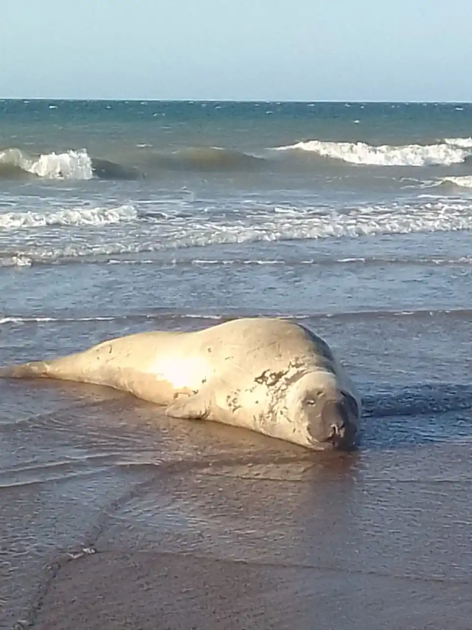 Un elefante marino se prepara para cambiar su piel en Claromecó