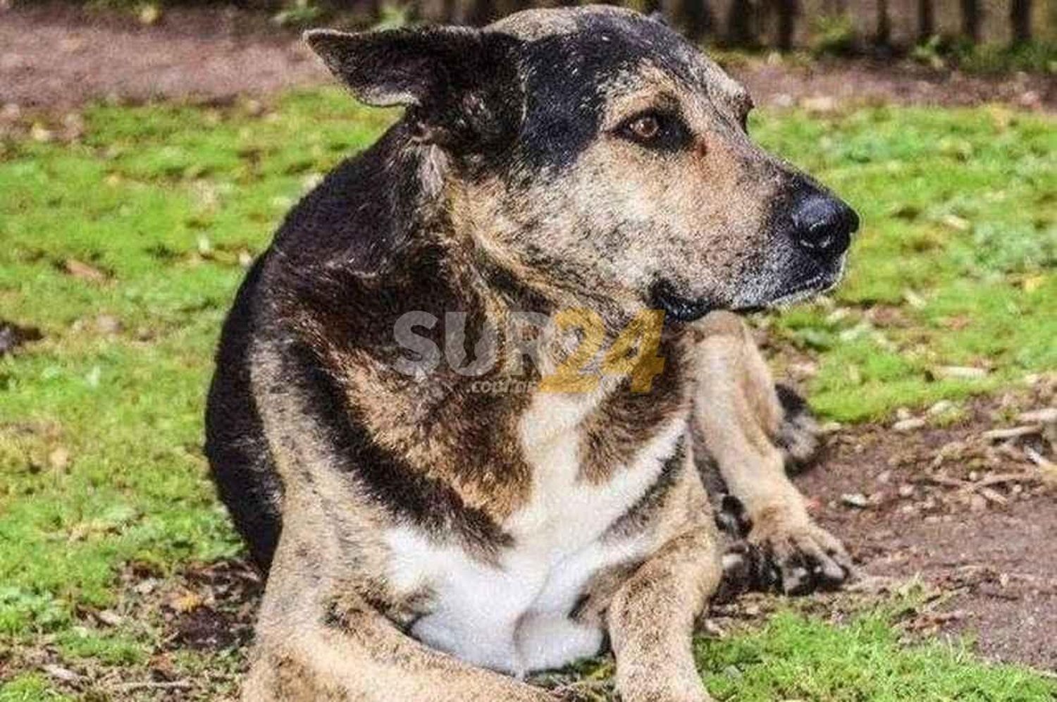 Rafaela tendrá un sistema público de atención primaria permanente para perros y gatos