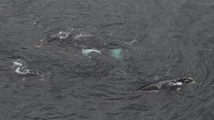 INTENTARON TODO PARA SALVARLA: sacrifican una joven ballena perdida en el río Támesis