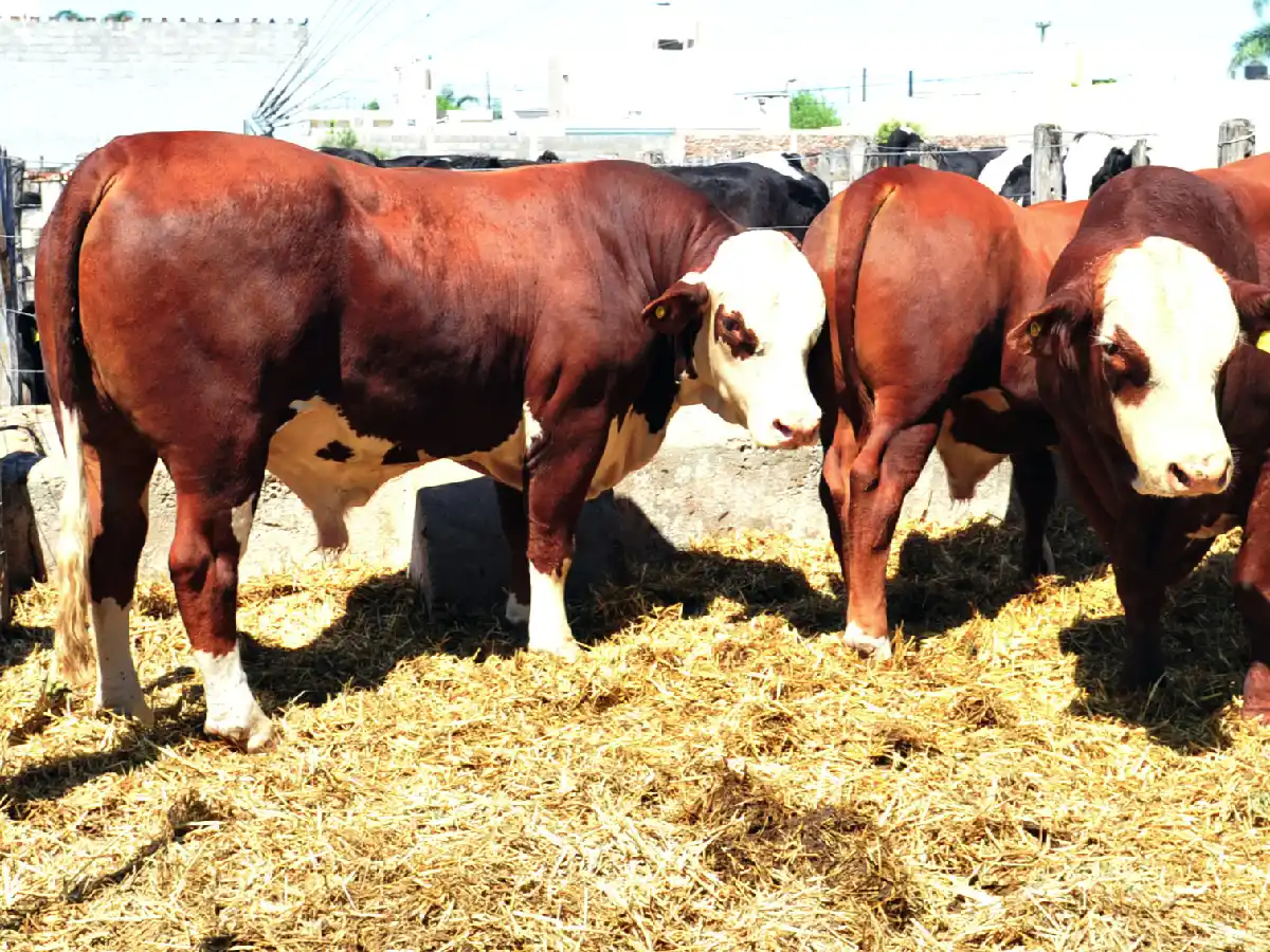 Toros argentinos y su genética, a la par del mundo         