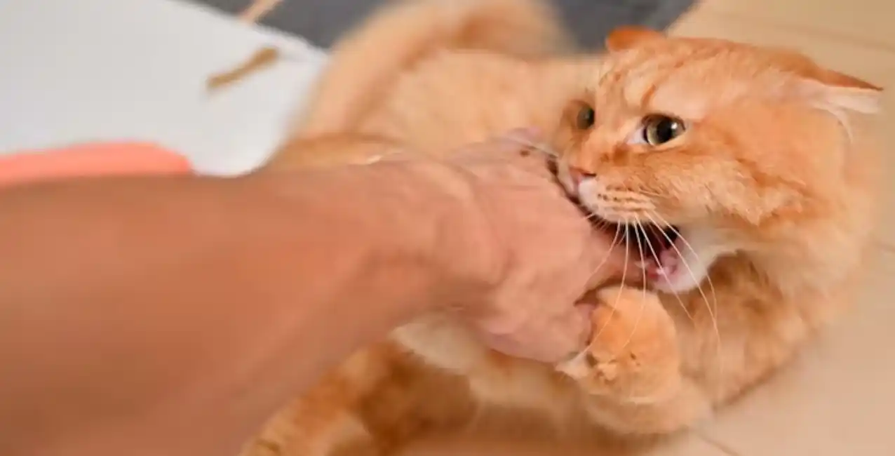 ¿Por qué mi gato me muerde cuando lo acaricio?