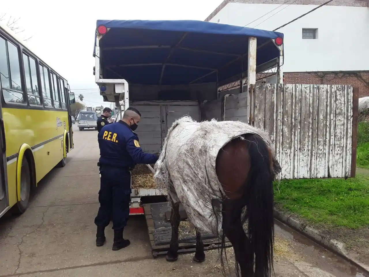 Se retiraron del ejido urbano cuatro caballos que estaban sueltos en la ciudad