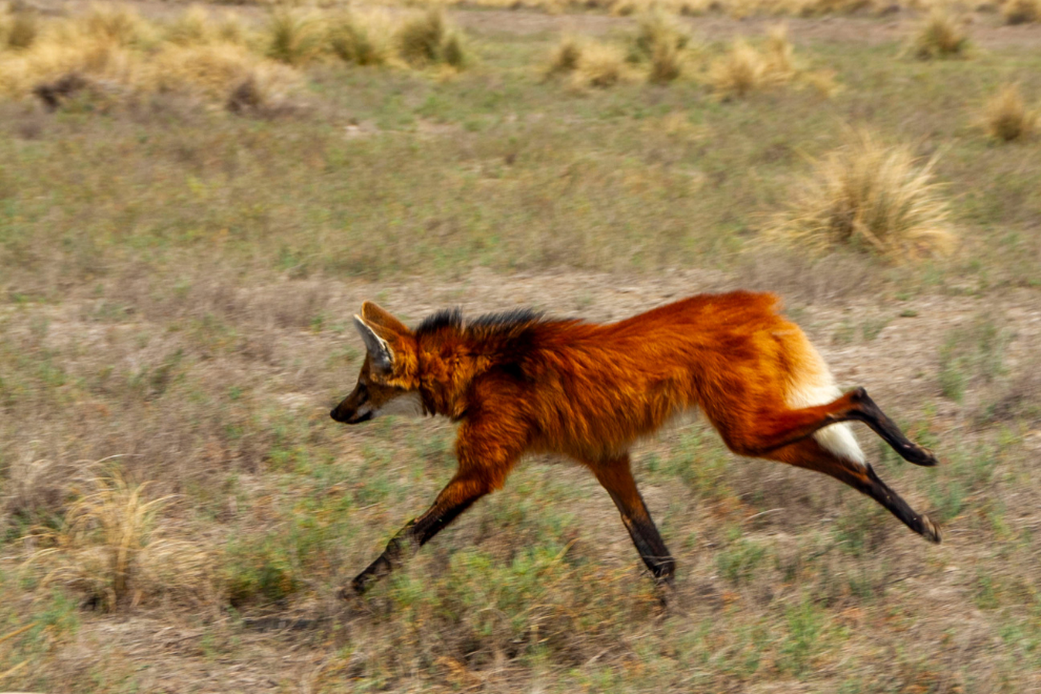 Aguará Guazú