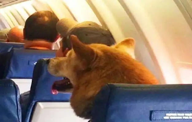 Un perro presentó un reclamo en un aerolínea por el retraso en un vuelo
