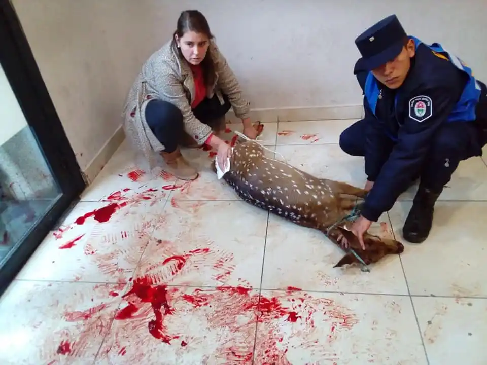 Un ciervo suelto en pleno centro se refugió en los cajeros del banco Bersa 