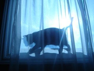 Rabia silvestre, causa muerte de  mujer mordida por gato