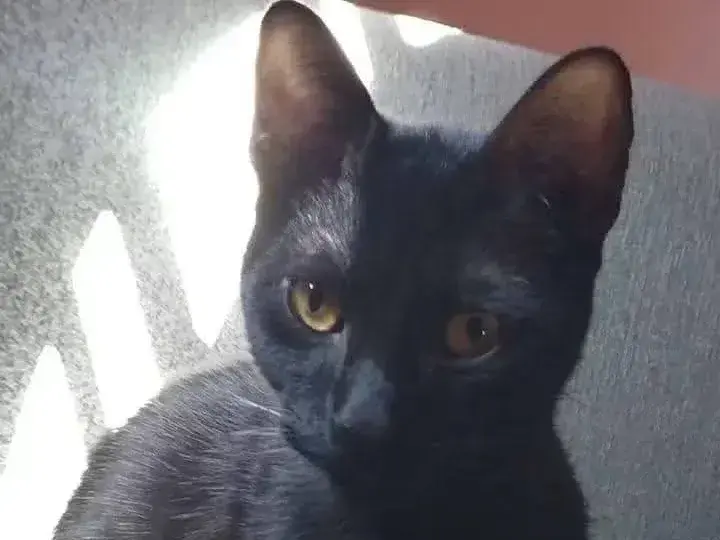 Gato perdido: buscan a Tom