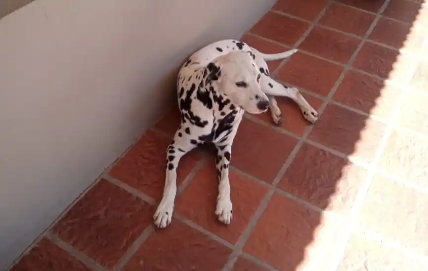 Buscan a los dueños de dos perros que se escaparon tras la tormenta
