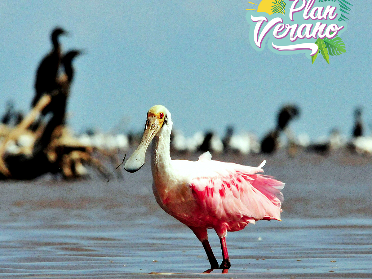 Espátulas rosadas en las costas de Mar Chiquita