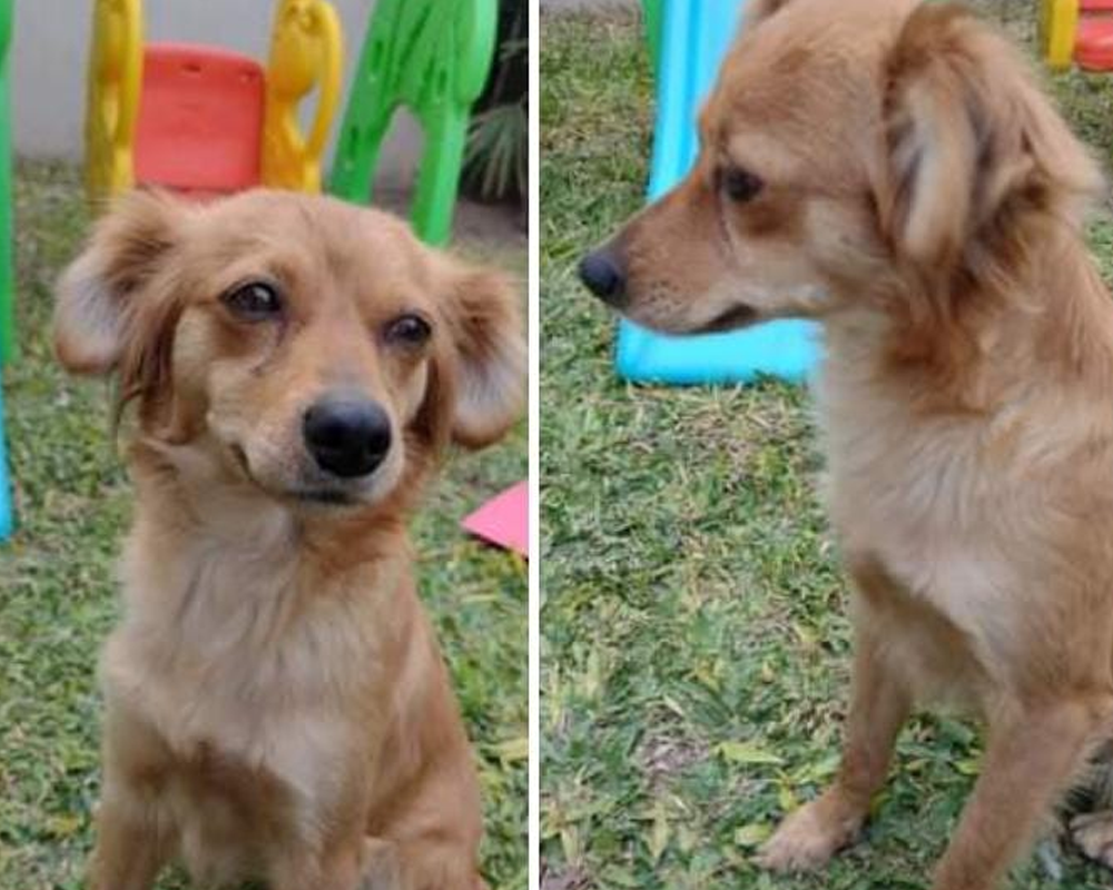 Esta reina busca castillo: “Seguimos buscando un hogar para ella”