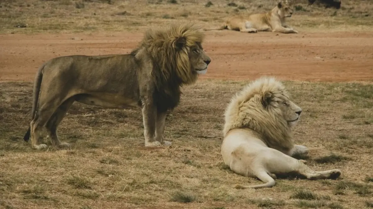 Un niño de siete años sobrevivió durante cinco días entre leones
