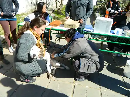 Vacunan con antirrábica y desparasitan a perros y gatos 