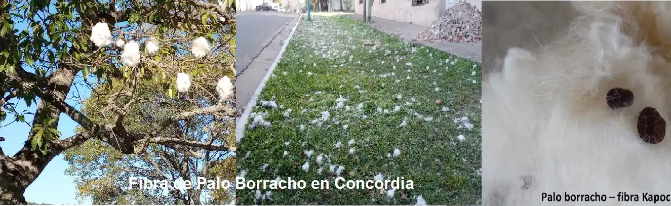 Nuevamente época del  ''algodón'' del palo borracho ": kapoc